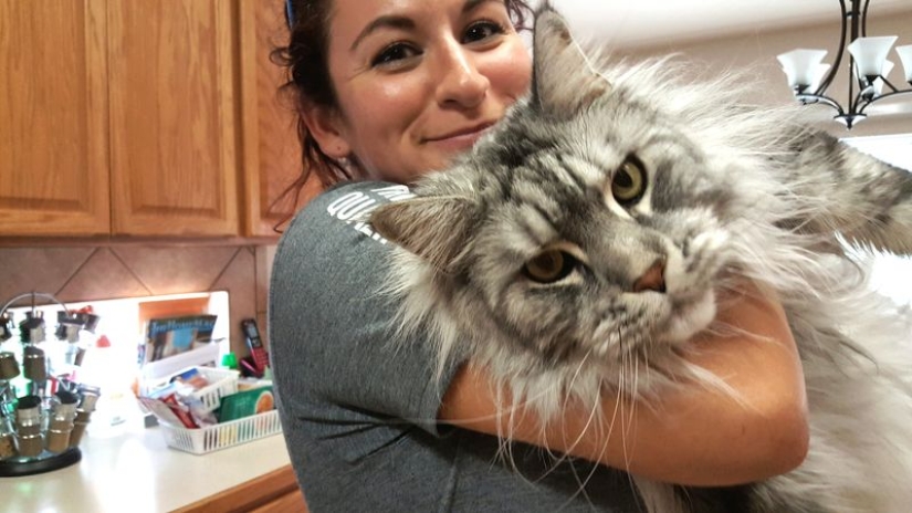 16 Maine Coon, compared with which your cat will look tiny