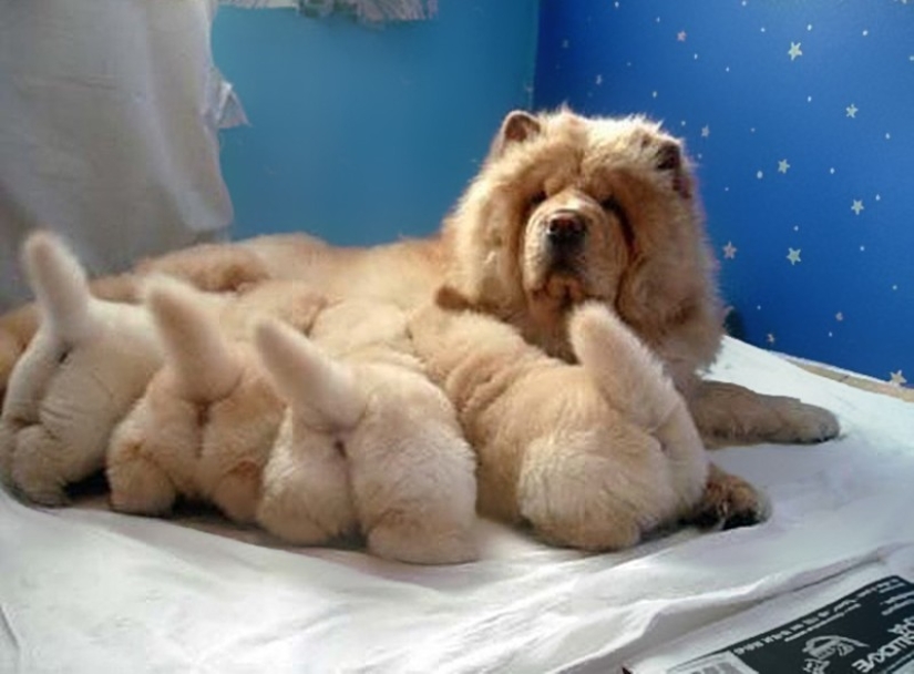 16 most glorious dogs with the cutest puppies