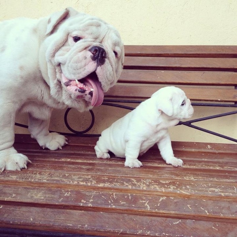 16 most glorious dogs with the cutest puppies