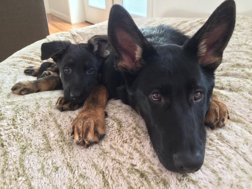 16 most glorious dogs with the cutest puppies