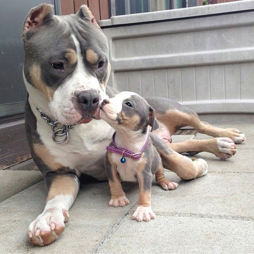 16 most glorious dogs with the cutest puppies