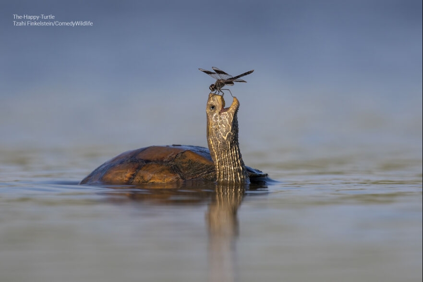 16 Of The Best Entries Into The Comedy Wildlife Photography Awards (2023 Edition)