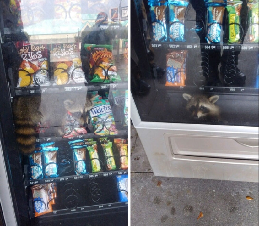 16 Poor Animals Who Ran Out Of Luck And Got Stuck While Eating