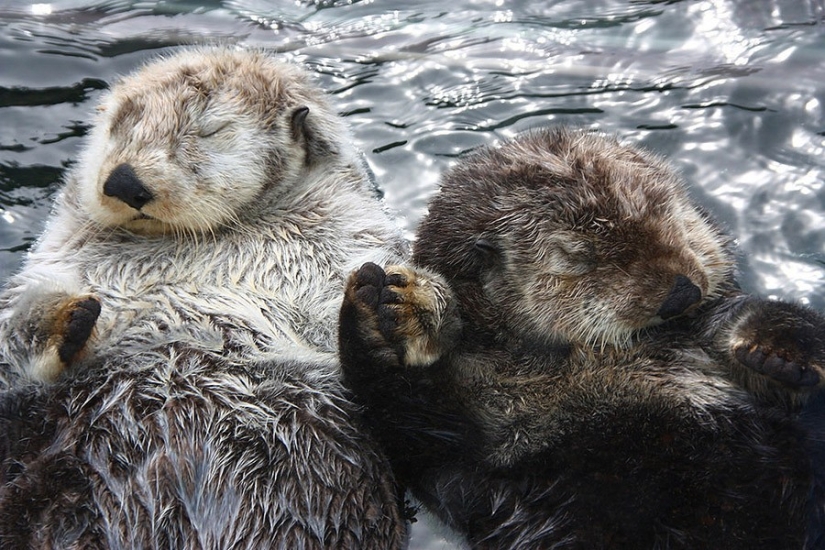 17 animals that form happier and more harmonious couples than humans