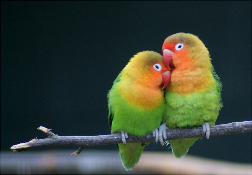 17 animals that form happier and more harmonious couples than humans