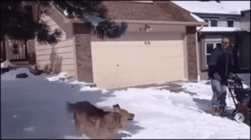 17 damn cute gifs with dogs who love snow very much