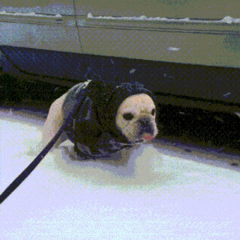 17 damn cute gifs with dogs who love snow very much
