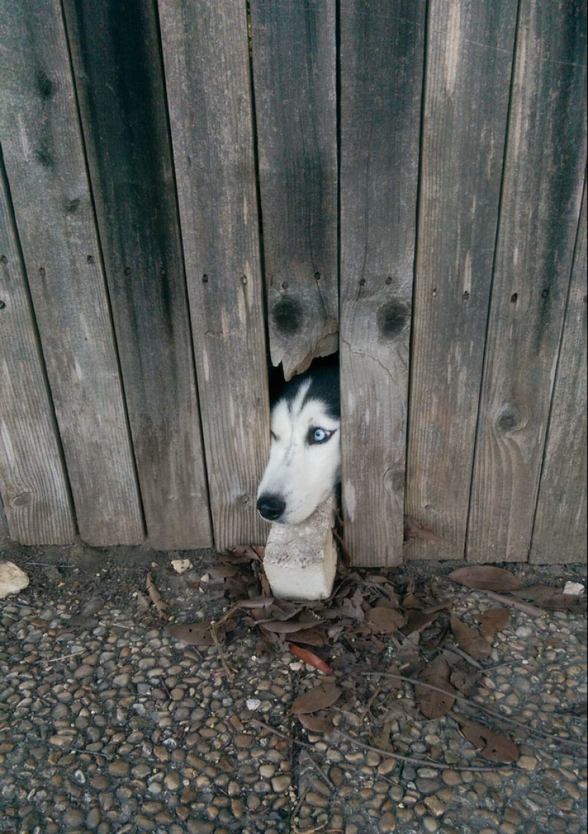 17 dogs who really want to say "hello"