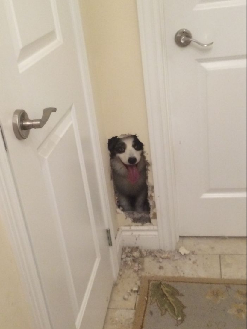 17 dogs who really want to say "hello"