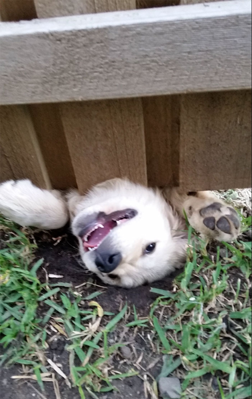 17 dogs who really want to say "hello"