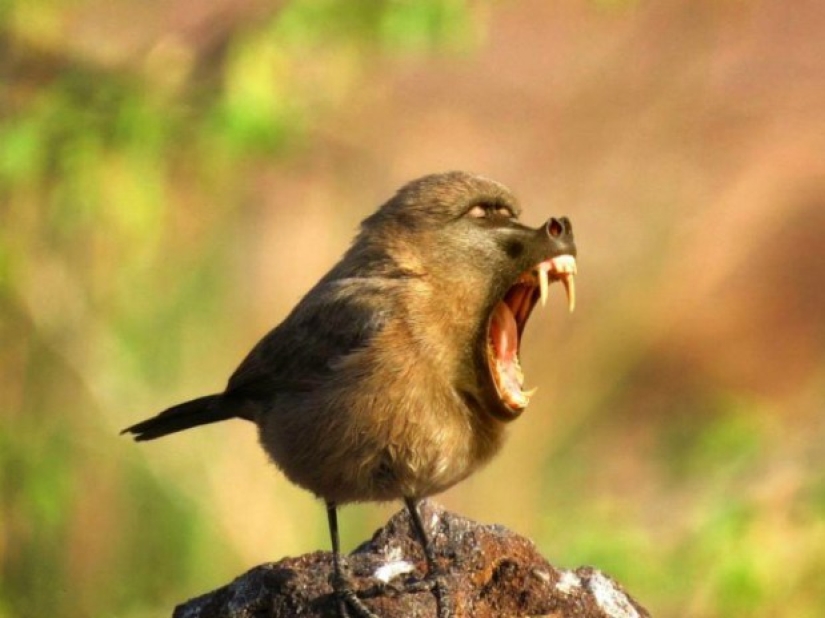 17 híbridos de animales extraños y sorprendentes creados por la imaginación