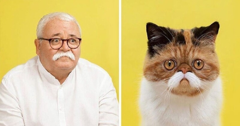 17 portraits of cats and people, incredibly similar to each other