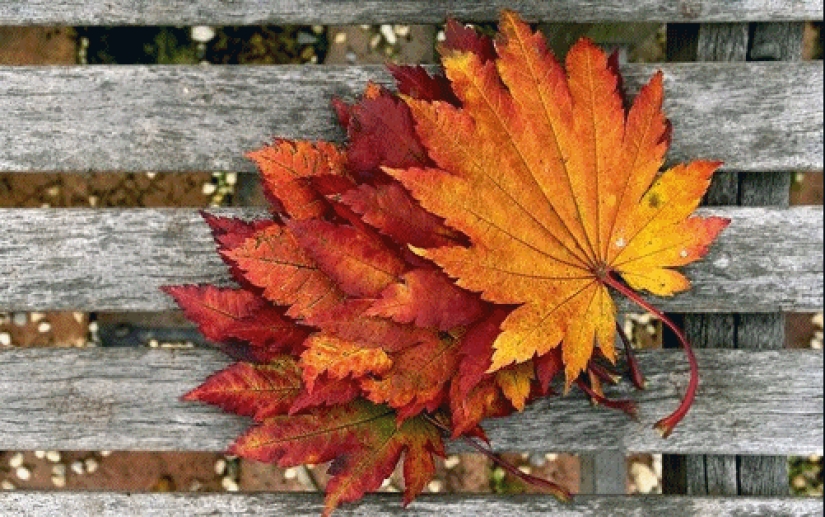 17 reasons to rejoice in the arrival of autumn