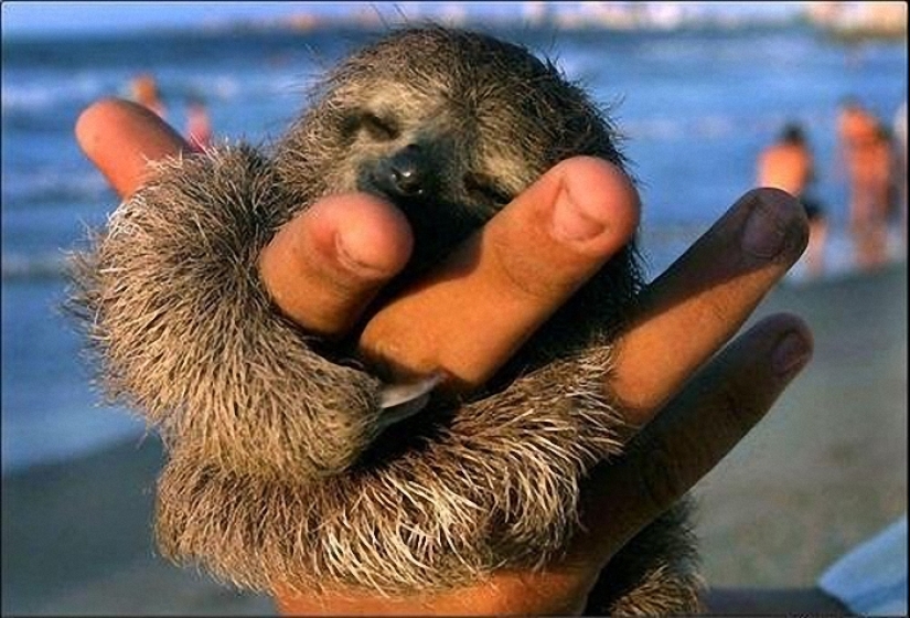 17 Surprising Facts About Sloths - Idle and Gorgeous