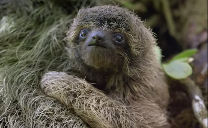 17 Surprising Facts About Sloths - Idle and Gorgeous