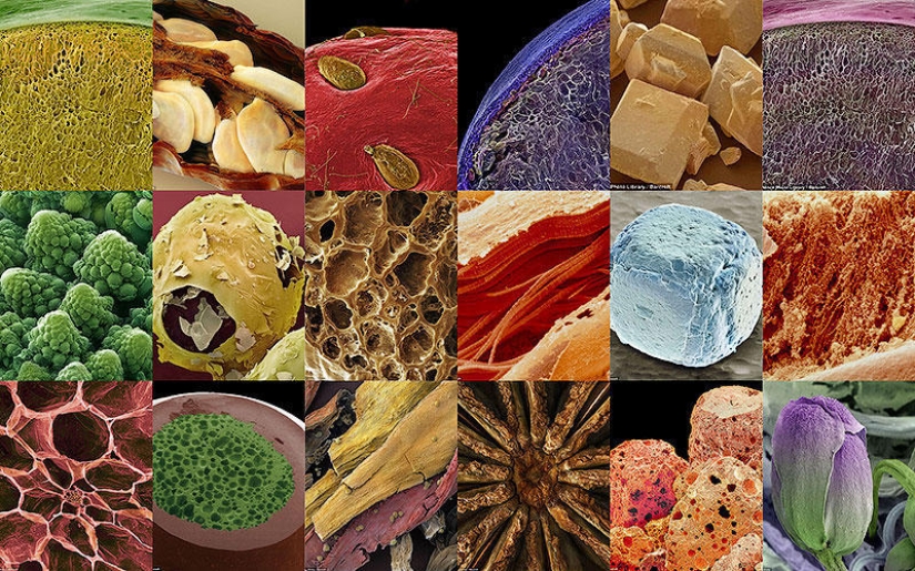 18 amazing photos of products under the microscope