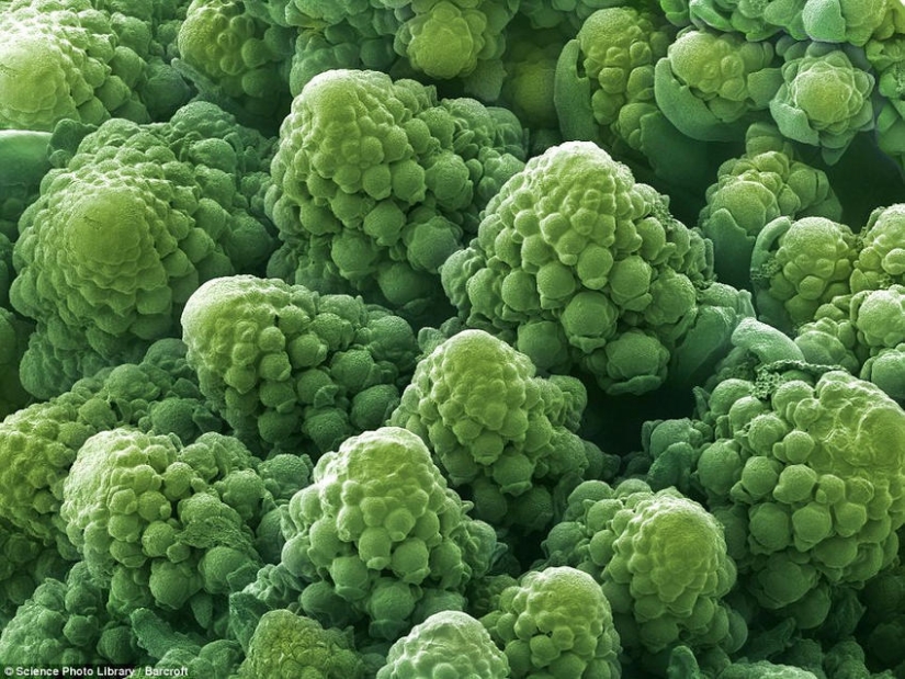 18 fotos increíbles de productos bajo el microscopio