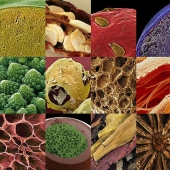 18 fotos increíbles de productos bajo el microscopio