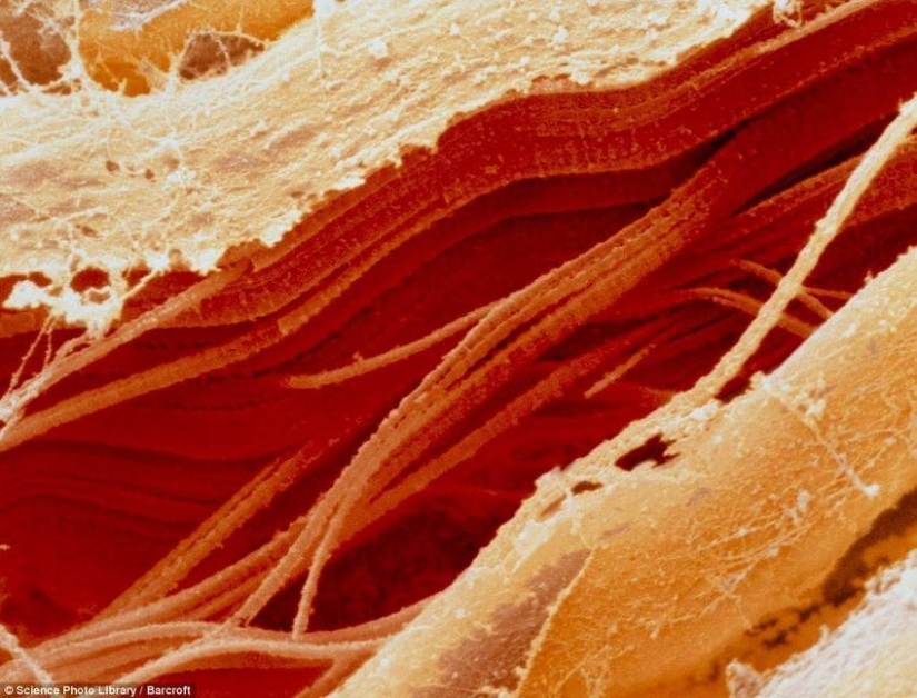 18 fotos increíbles de productos bajo el microscopio