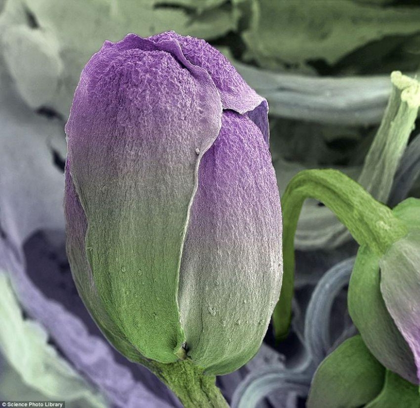 18 increíbles fotos de comida bajo el microscopio
