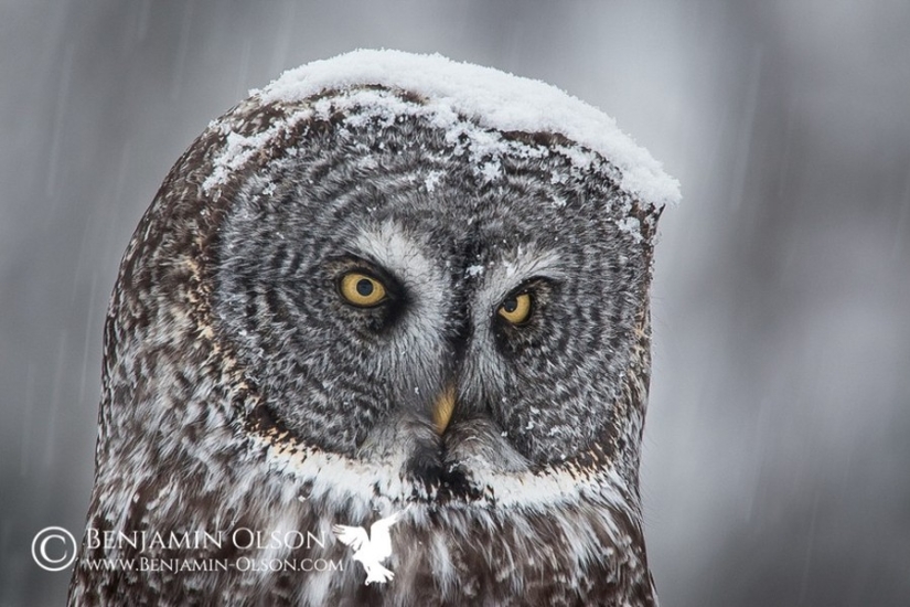 18 photos of which owls can be proud
