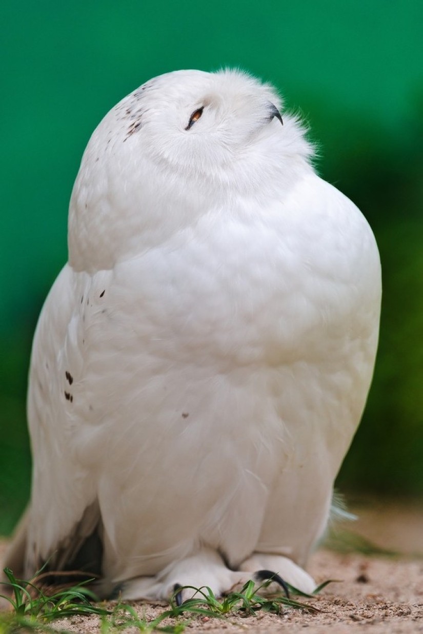 18 photos of which owls can be proud