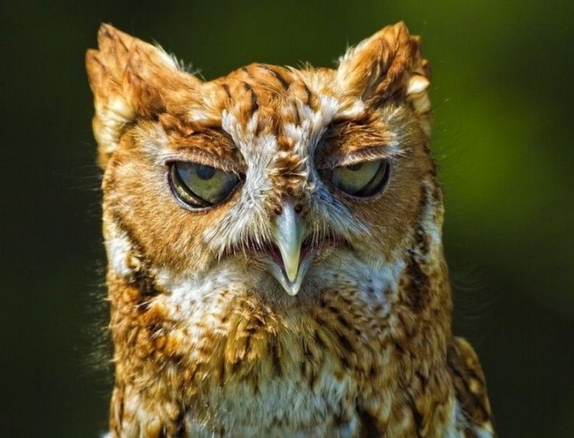 18 photos of which owls can be proud