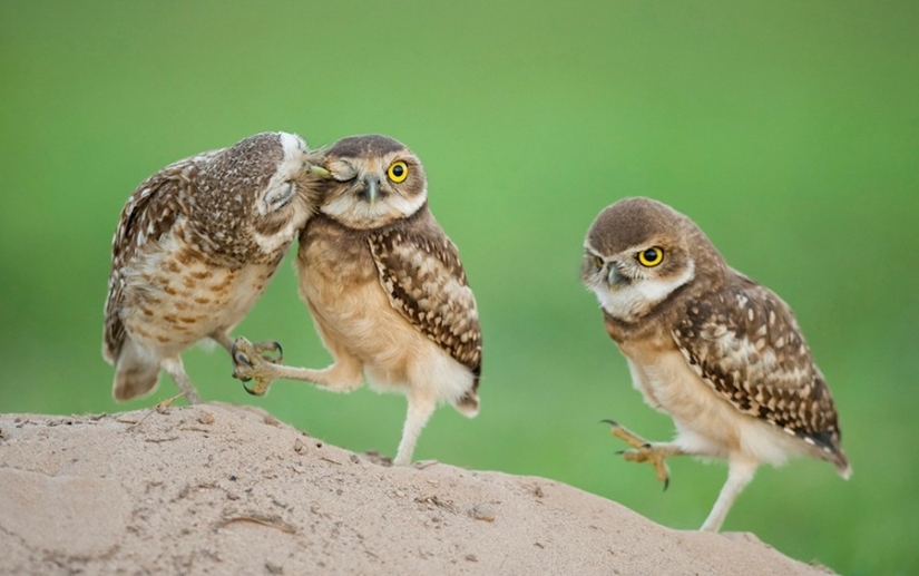 18 photos that owls can be proud of