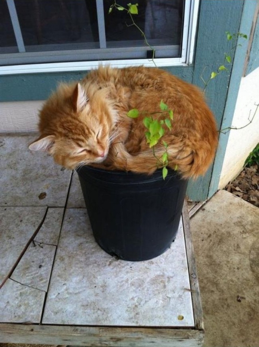18 Proofs That Cats Are Plants