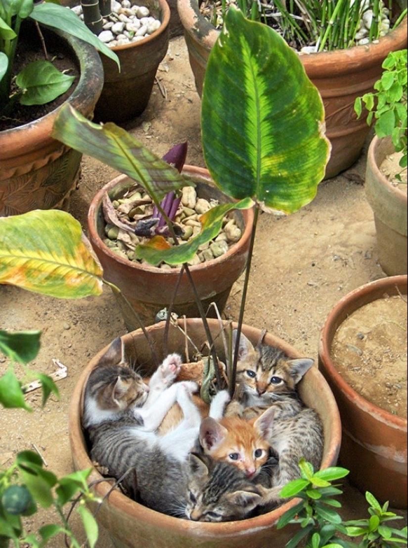 18 Proofs That Cats Are Plants