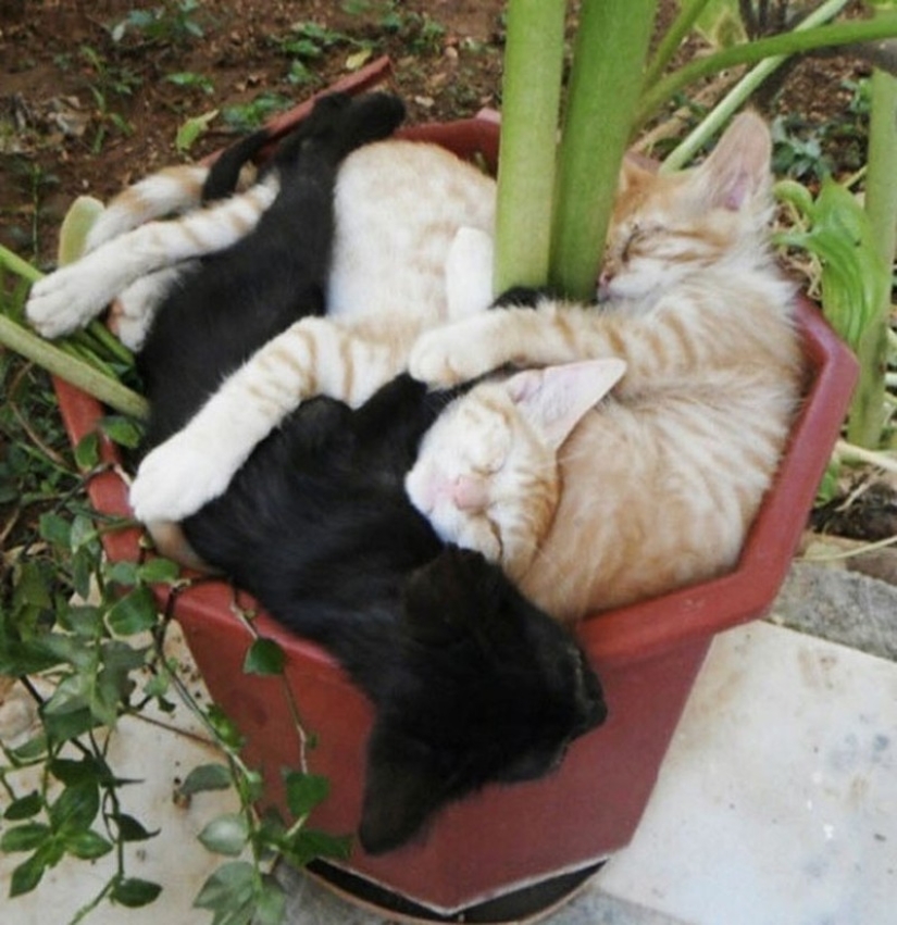 18 pruebas de que los gatos son plantas