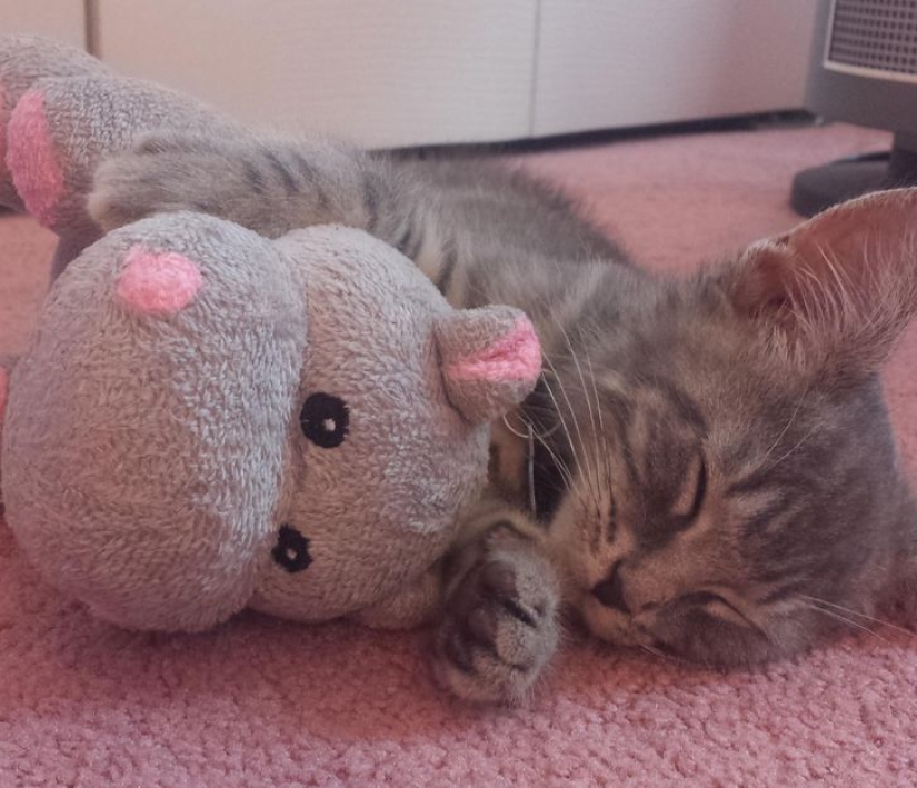 19 cat lovers who know how to get along with their pets