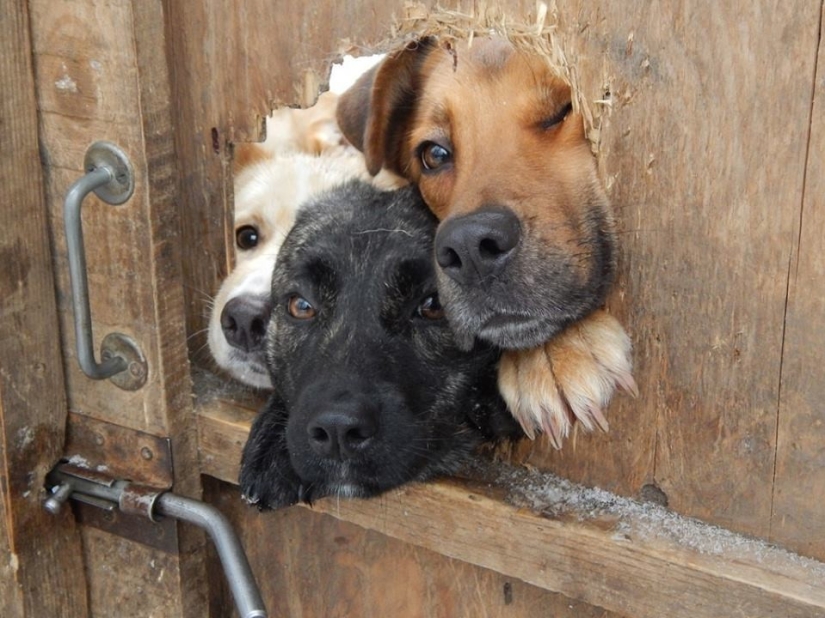 19 Dogs Who Just Wanted to Say Hello