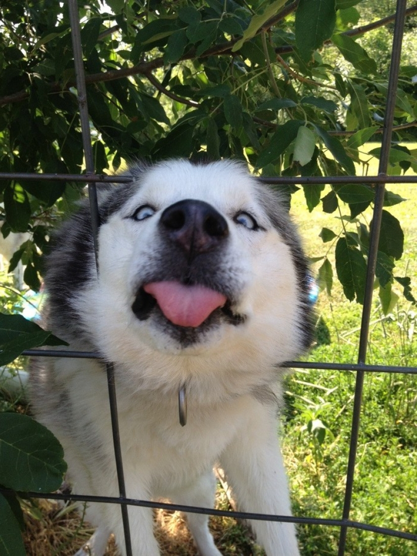 19 dogs who just wanted to say hello