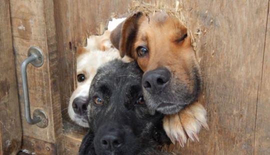 19 Dogs Who Just Wanted to Say Hello