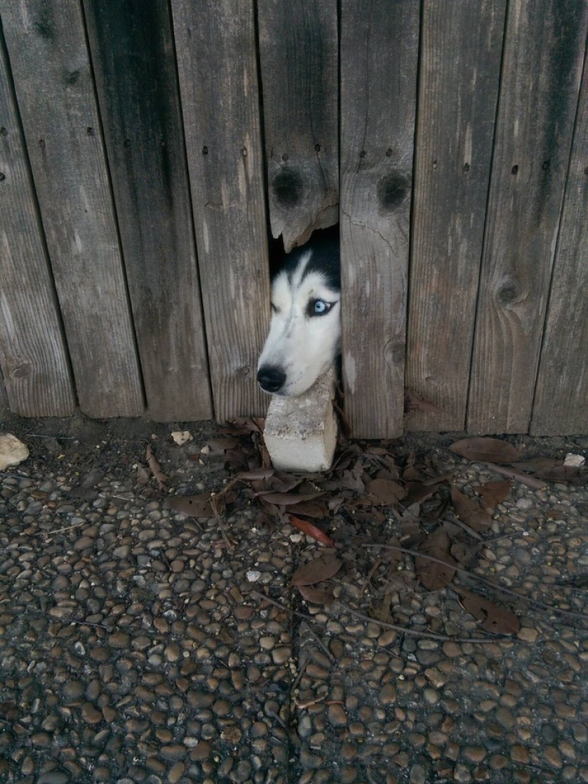 19 Dogs Who Just Wanted to Say Hello