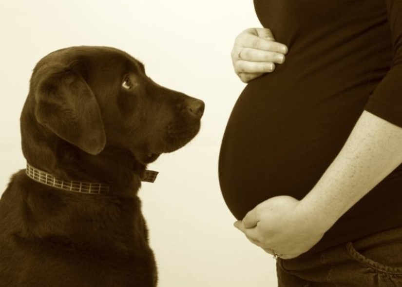 19 Dogs Who Really Look forward to having babies