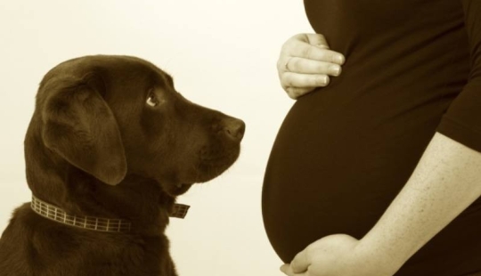 19 Dogs Who Really Look forward to having babies