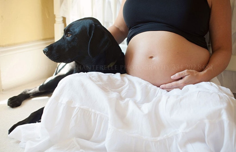 19 perros que realmente esperan tener bebés