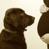 19 perros que realmente esperan tener bebés