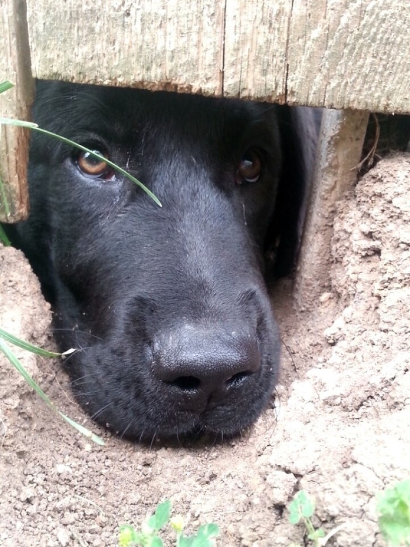 19 perros que solo querían decir hola