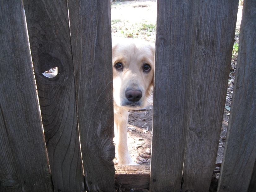 19 perros que solo querían decir hola