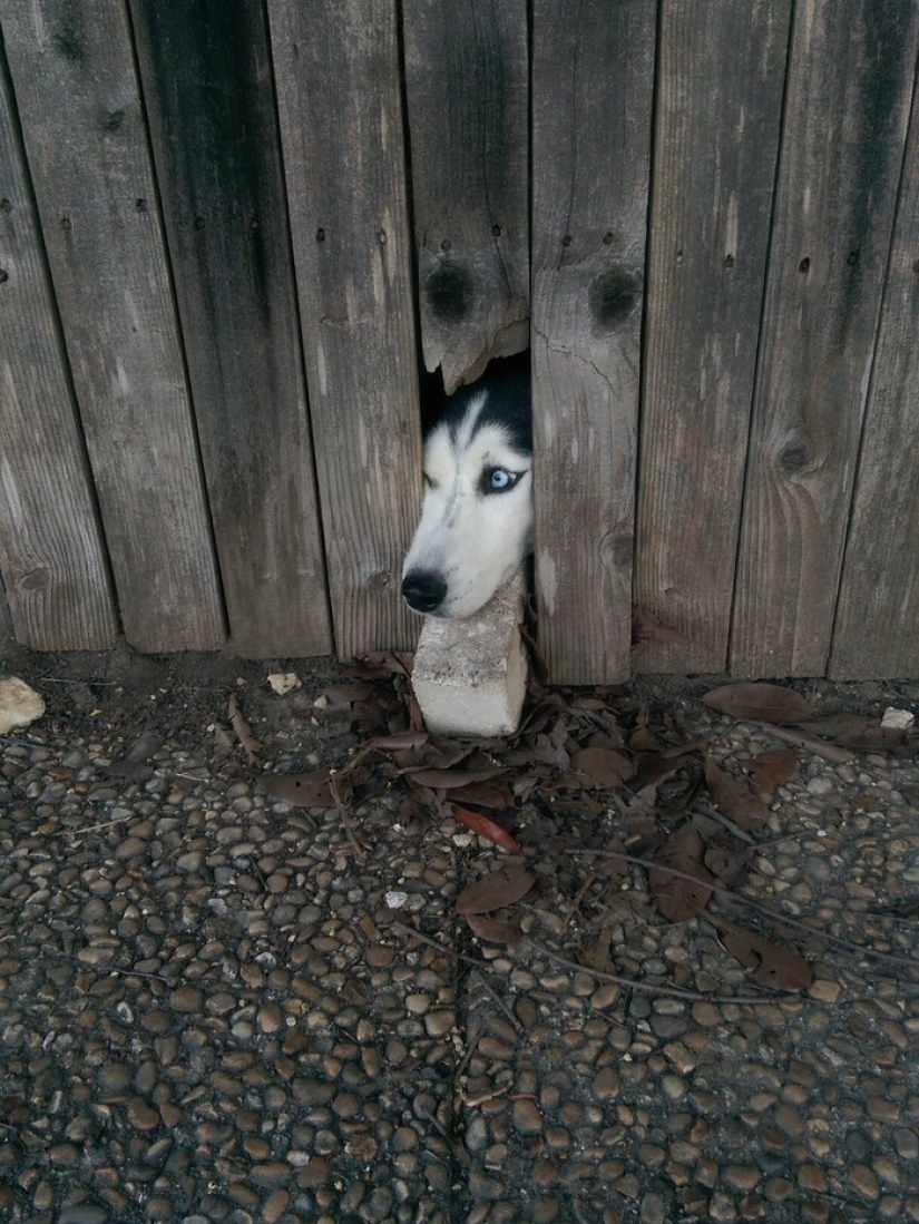 19 perros que solo querían decir hola