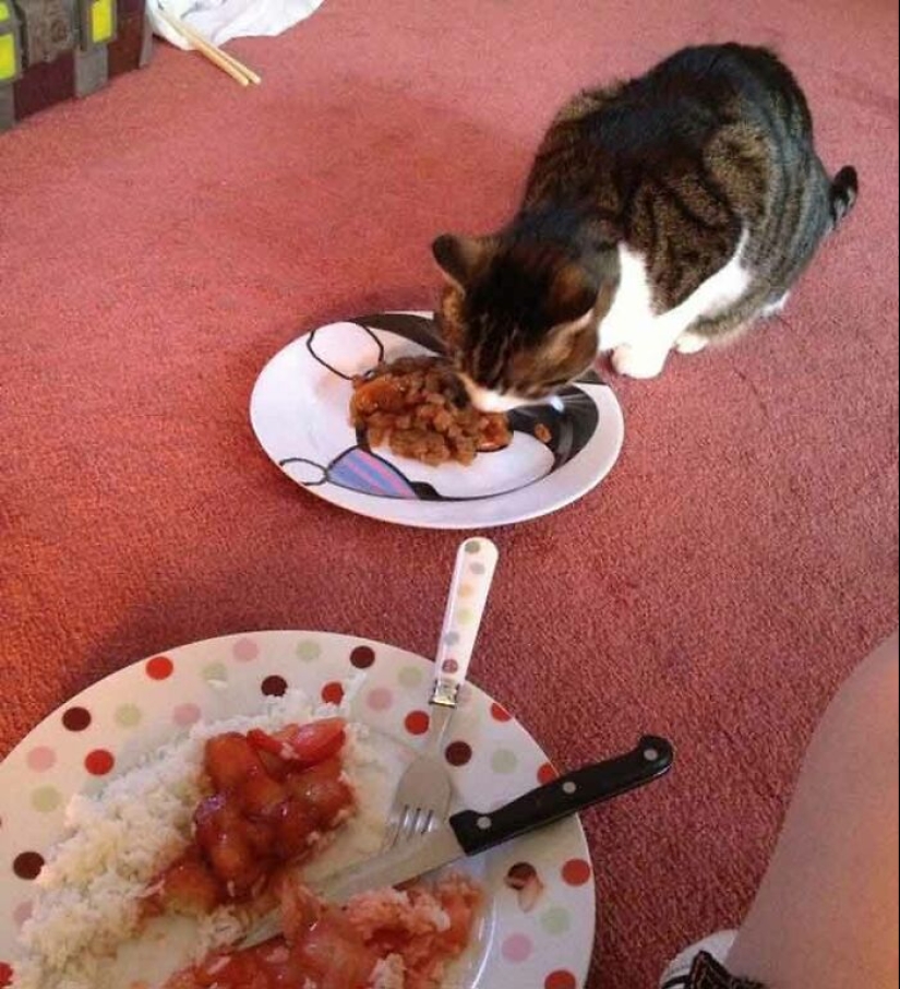 19 Times When Cats Had No Idea How Spoiled They Are