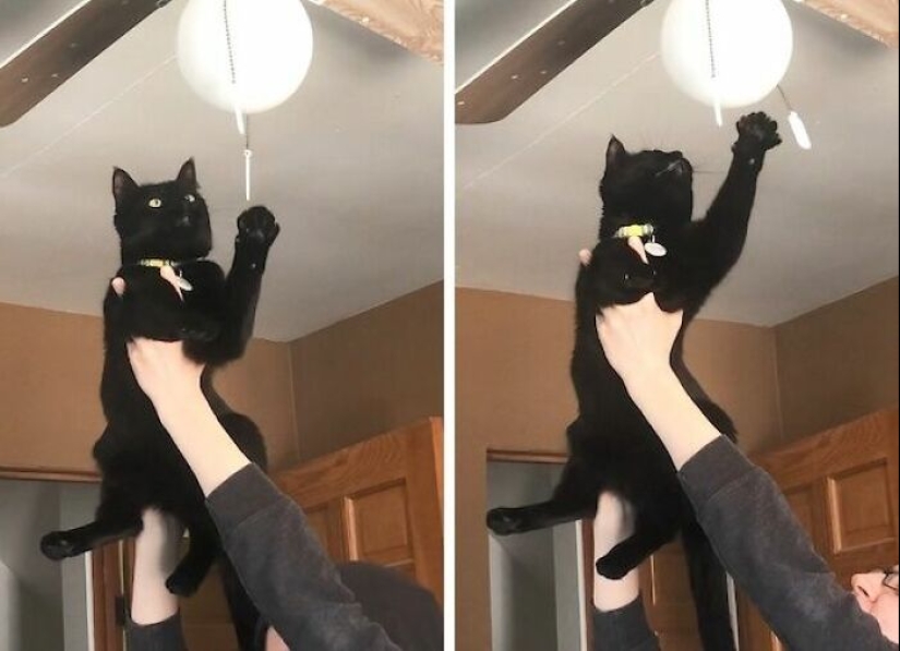 19 Times When Cats Had No Idea How Spoiled They Are