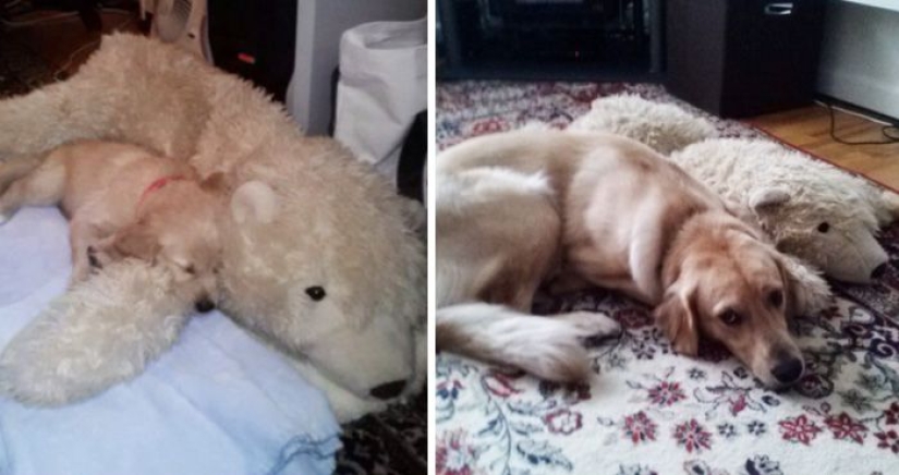 20 adult pets who love their toys just like they did when they were kids