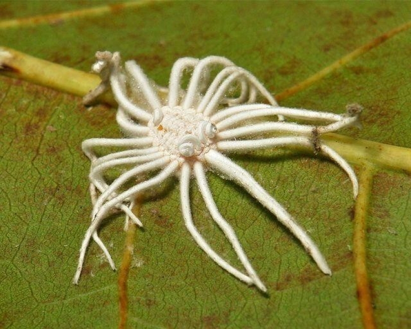 20 amazing insects and spiders, whose existence is hard to believe