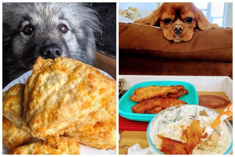 20 animales a los que simplemente no se les puede negar comida