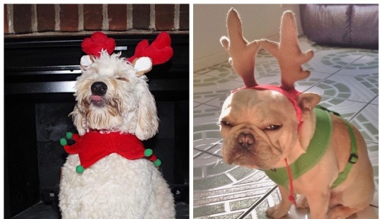 20 animals that hate the New Year and everything connected with it