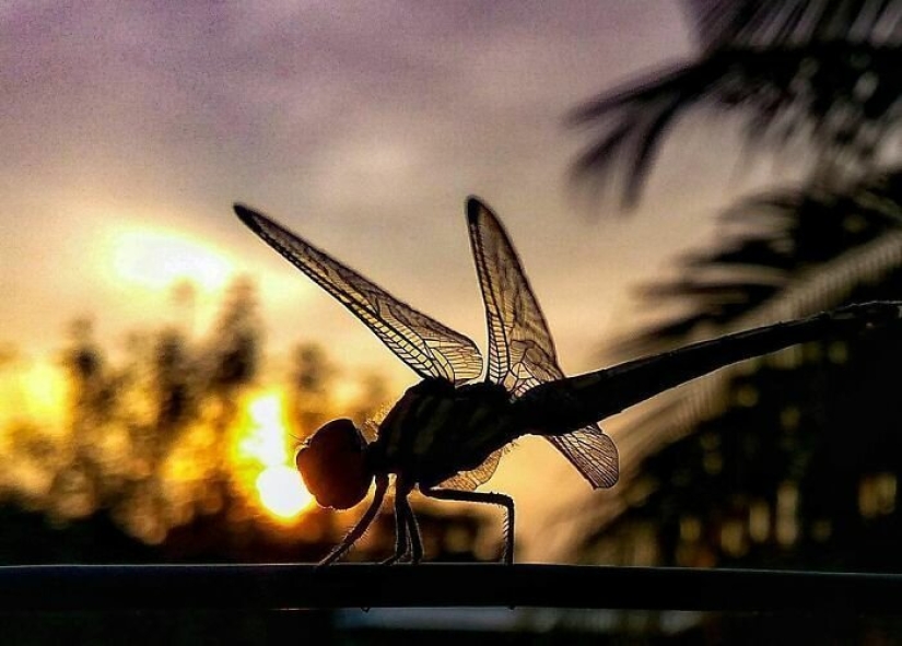 20-año-viejo Indio hace una increíble foto de los insectos en el teléfono